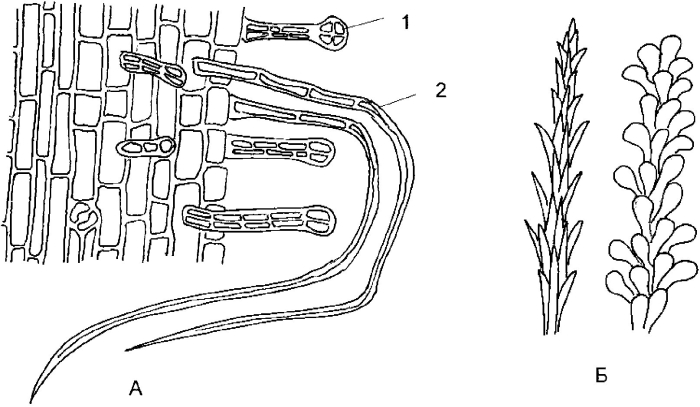 Макроскопия травы сушенницы топяной