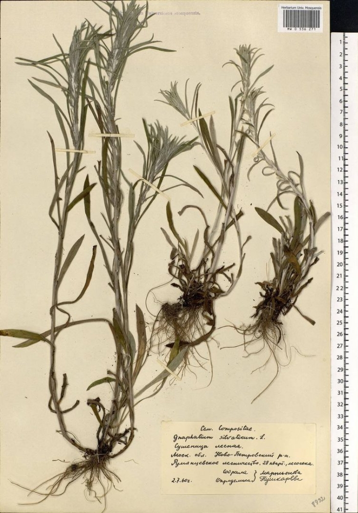 Сушеница болотная