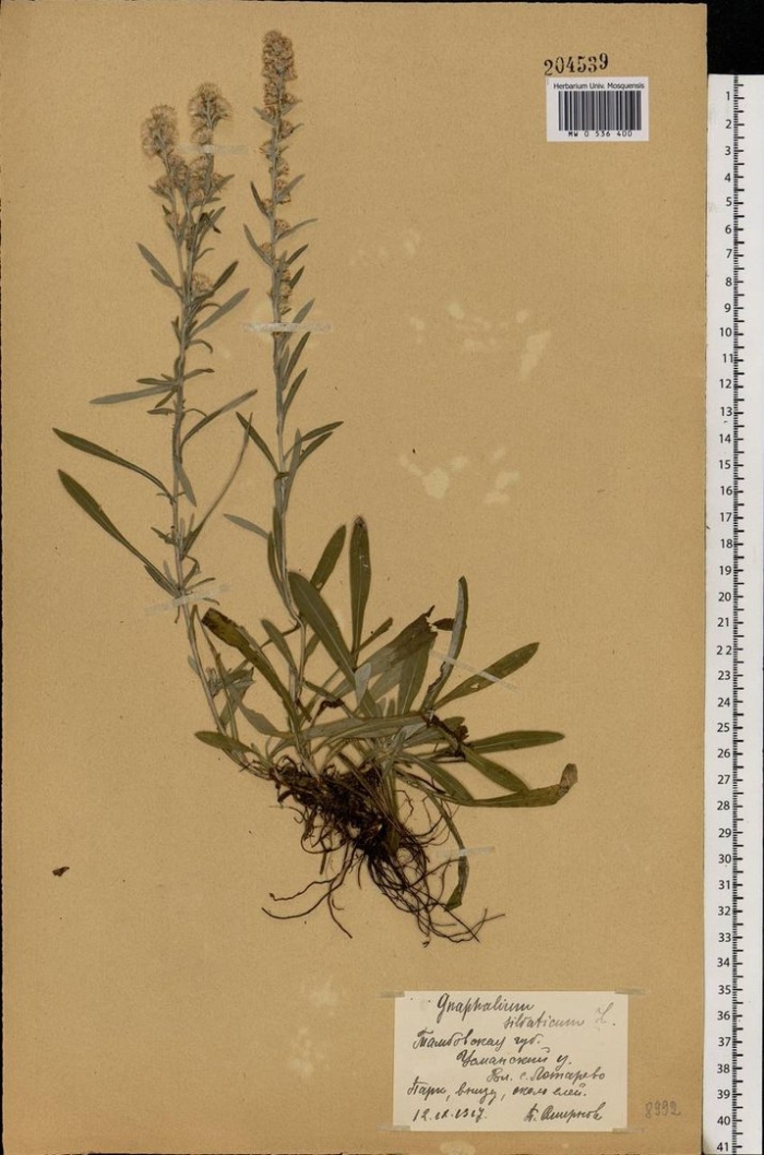 Мелколепестник канадский conyza canadensis