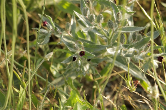 Бурачниковые нонея