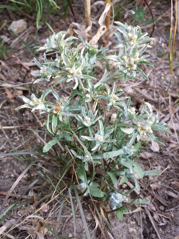 Гнафалиум шерстистый