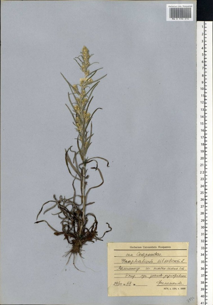 Artemisia selengensis