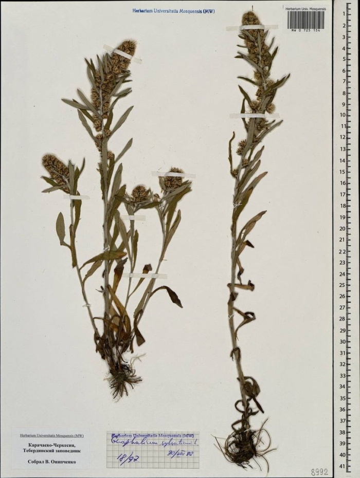 Сушеница топяная