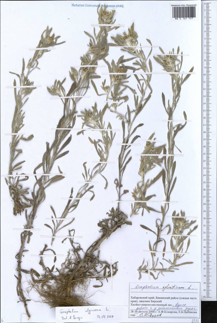 Сушеница болотная гербарий