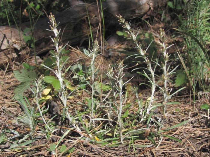 Gnaphalium sylvaticum