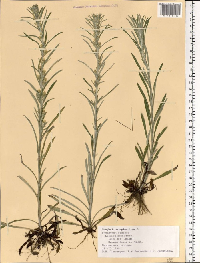 Сушеница топяная