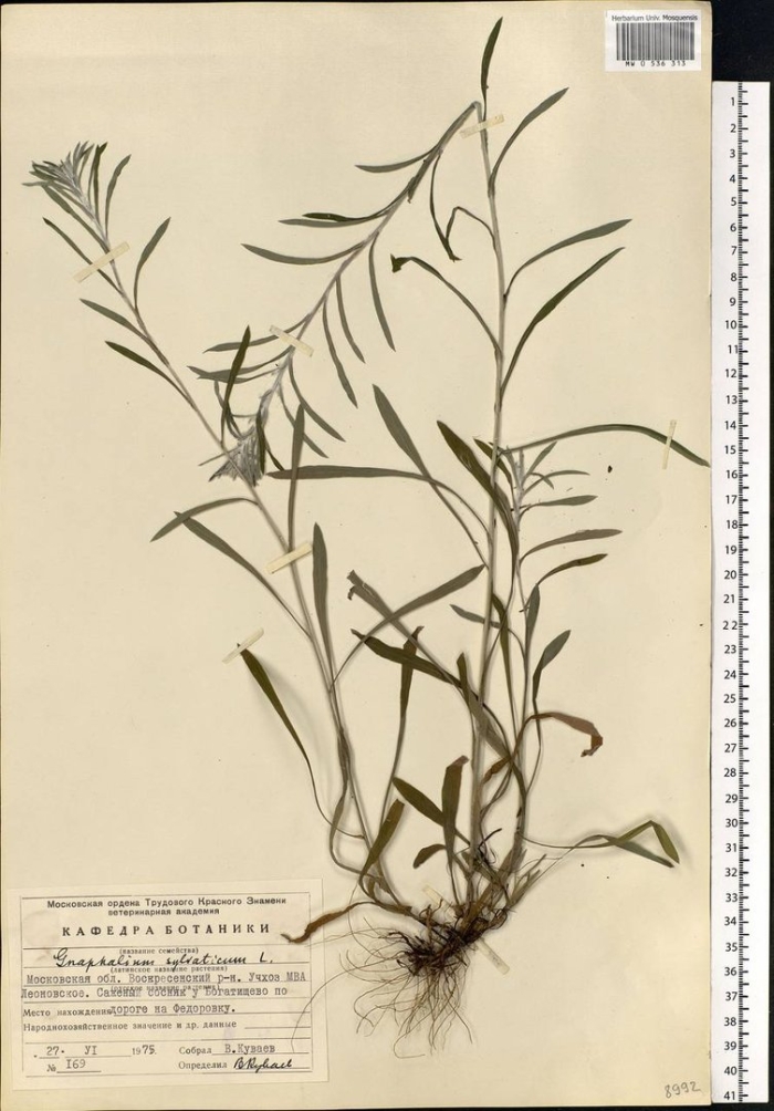Epilobium palustre