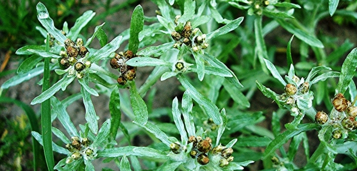 Сушеница топяная