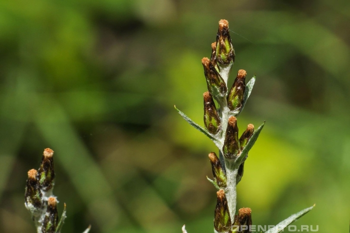 Gnaphalium sylvaticum