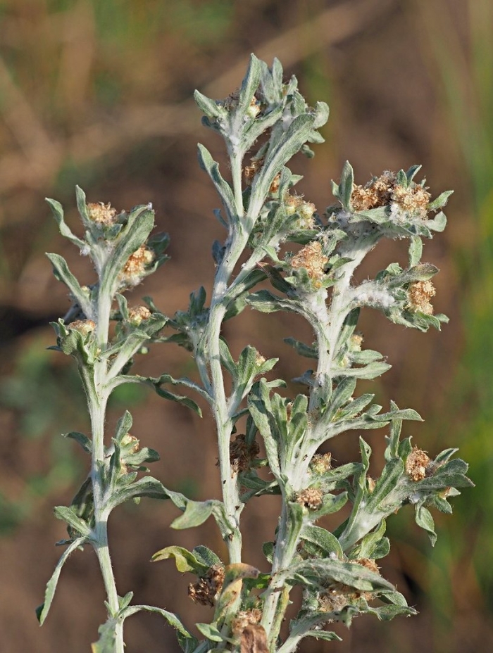 Artemisia absinthium1.11