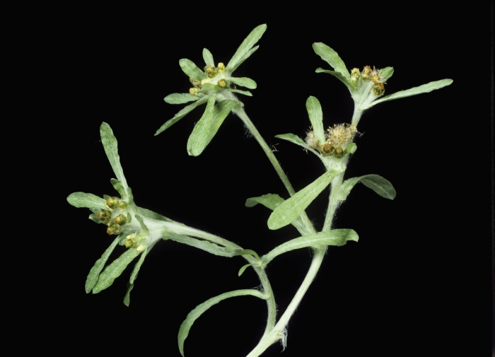 Сушеница топяная