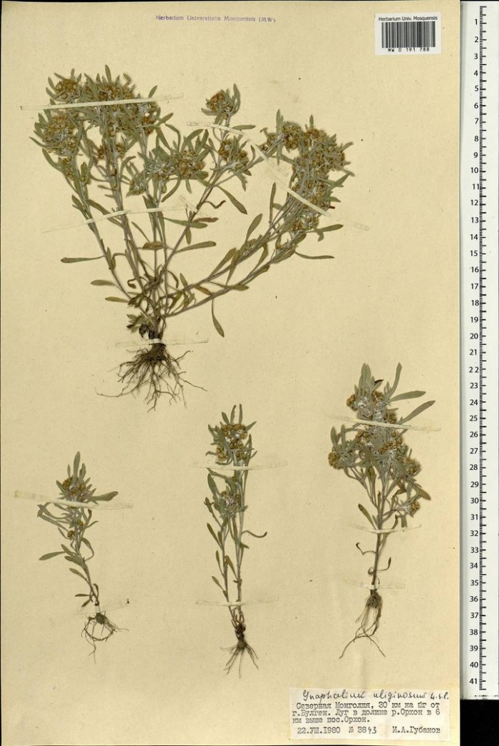 Сушеница топяная гербарий