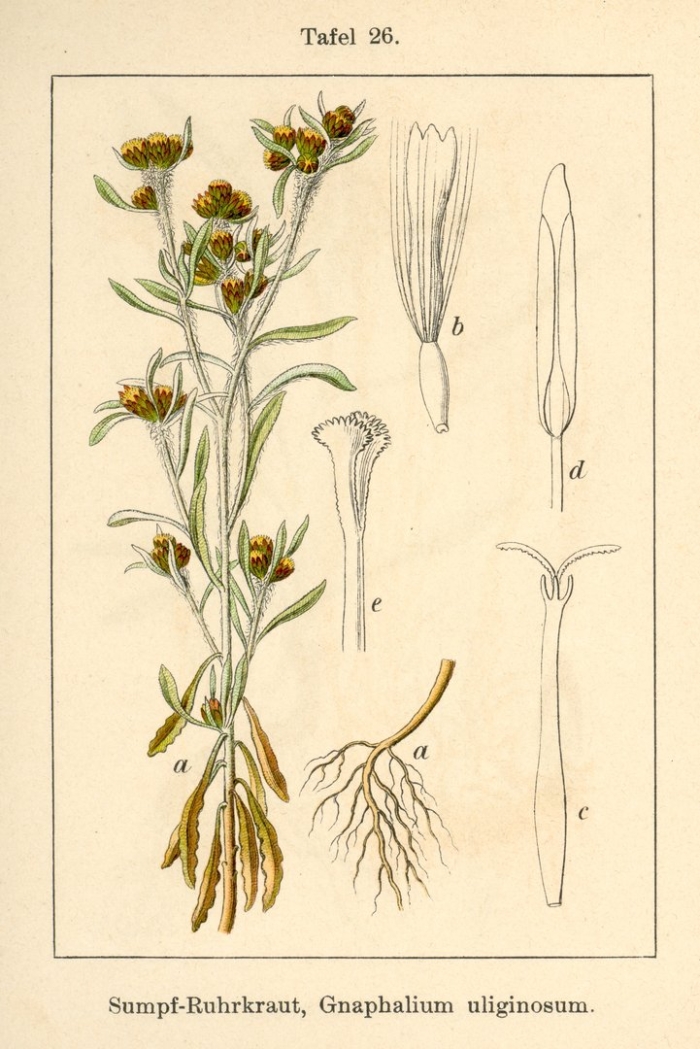Крестовник якова senecio jacobaea