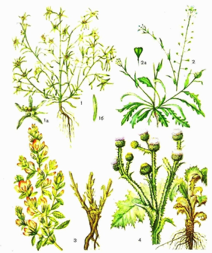 Крестоцветные лекарственные растения