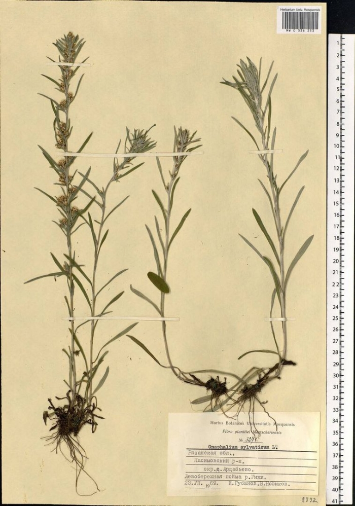 Сушеница топяная