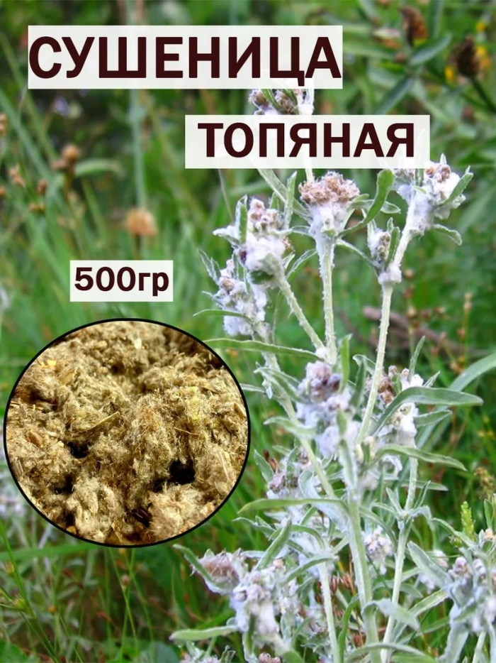 Gnaphalium uliginosum сушеница топяная
