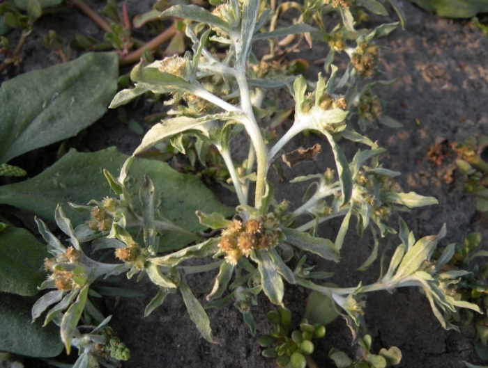 Gnaphalium uliginosum