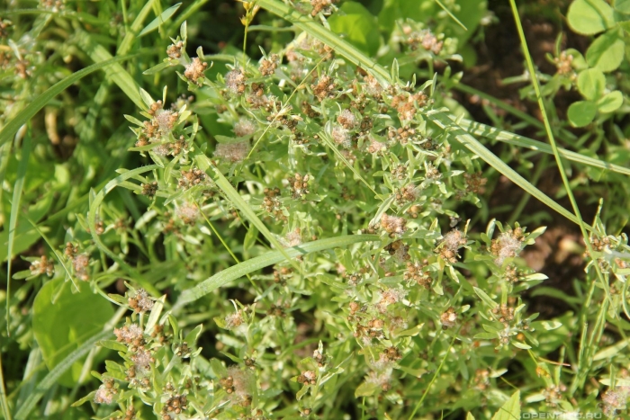 Сушеница трава