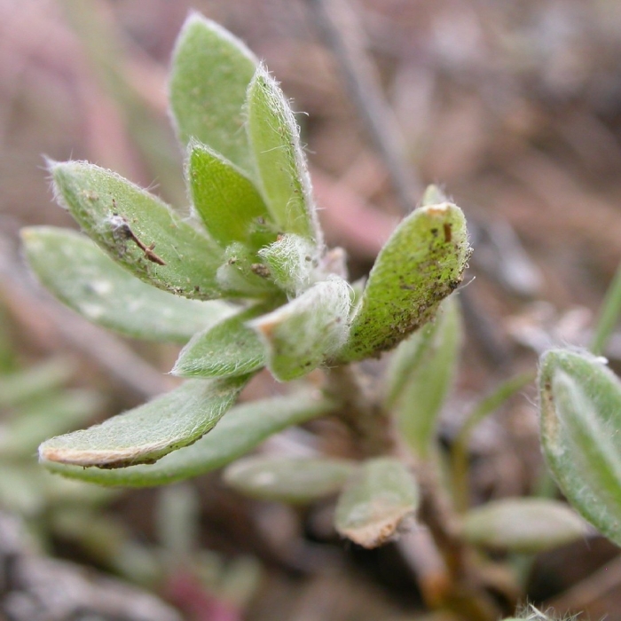 Gnaphalium uliginosum сушеница топяная