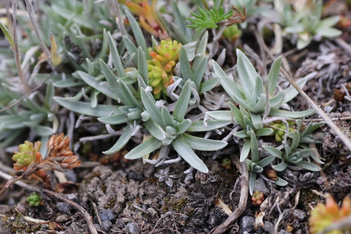 Leontopodium alpinum