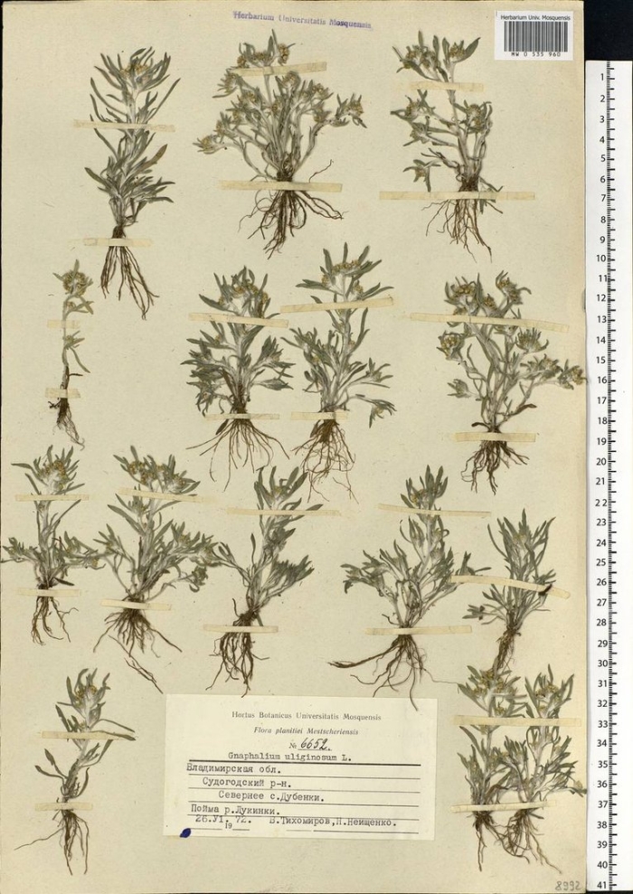 Сушеница топяная рисунок