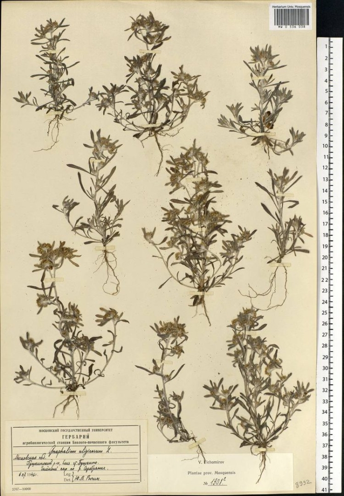 Сушеница топяная гербарий