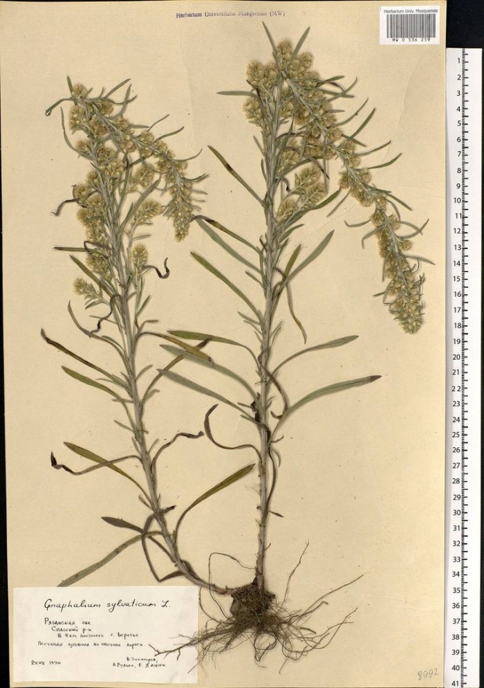 Полынь обыкновенная artemisia vulgaris