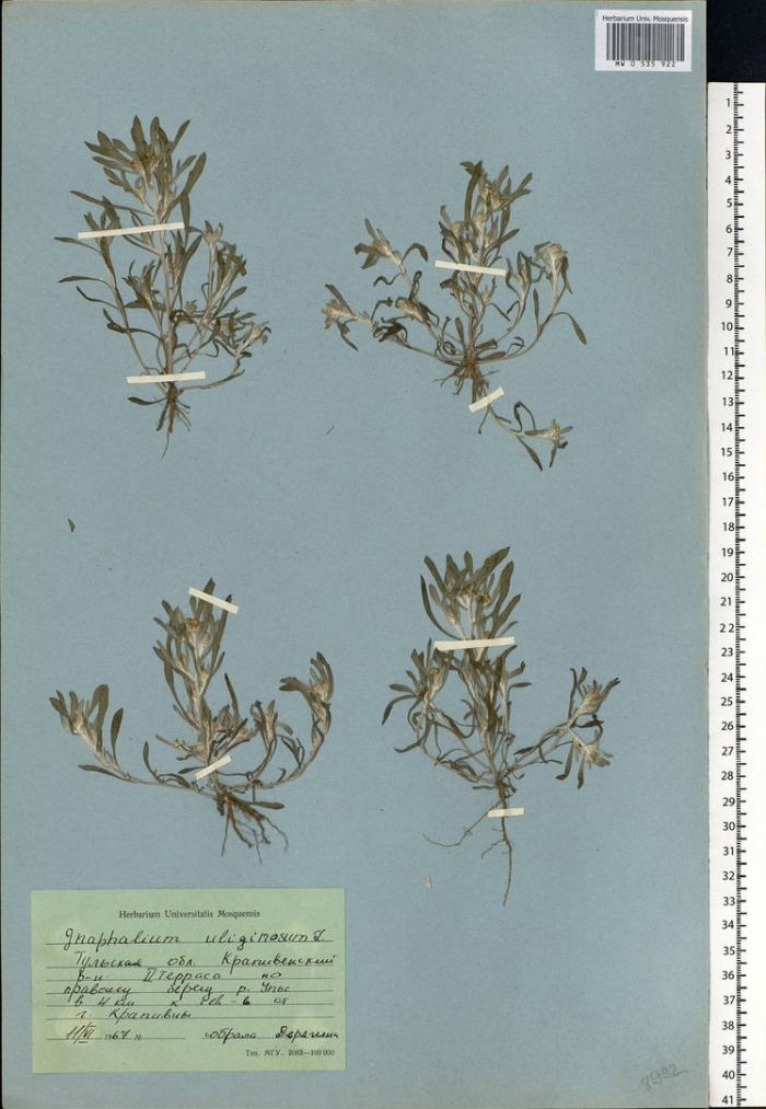 Gnaphalium uliginosum сушеница топяная