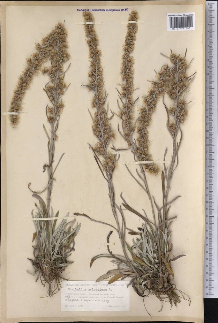 Сушеница норвежская