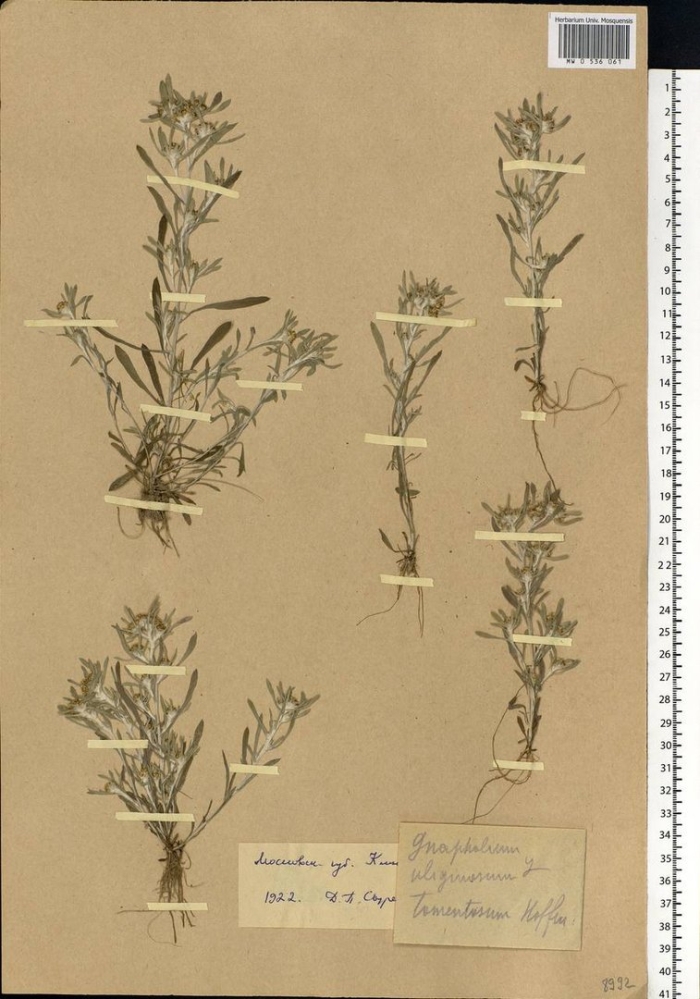 Сушеница болотная гербарий