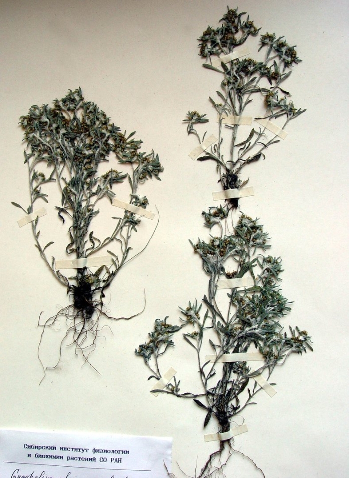 Сушеница топяная