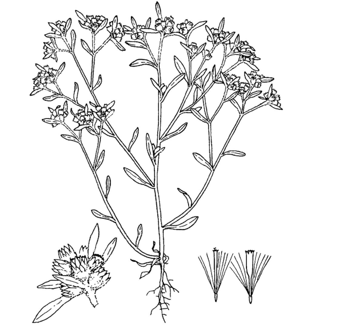 Раскраска лекарственные растения