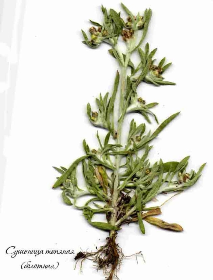 Трава сушеница болотная
