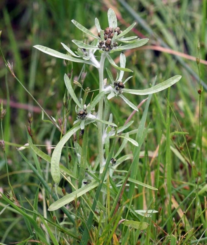 Сушеница топяная