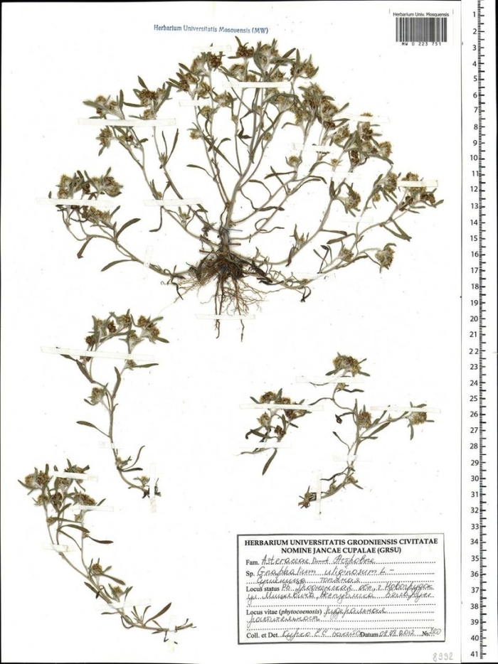 Сушеница топяная