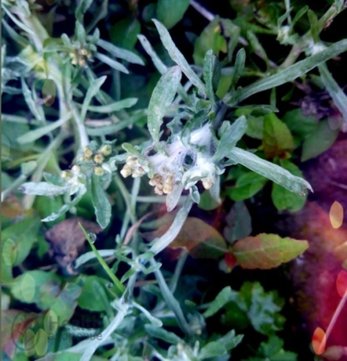 Сушеница топяная