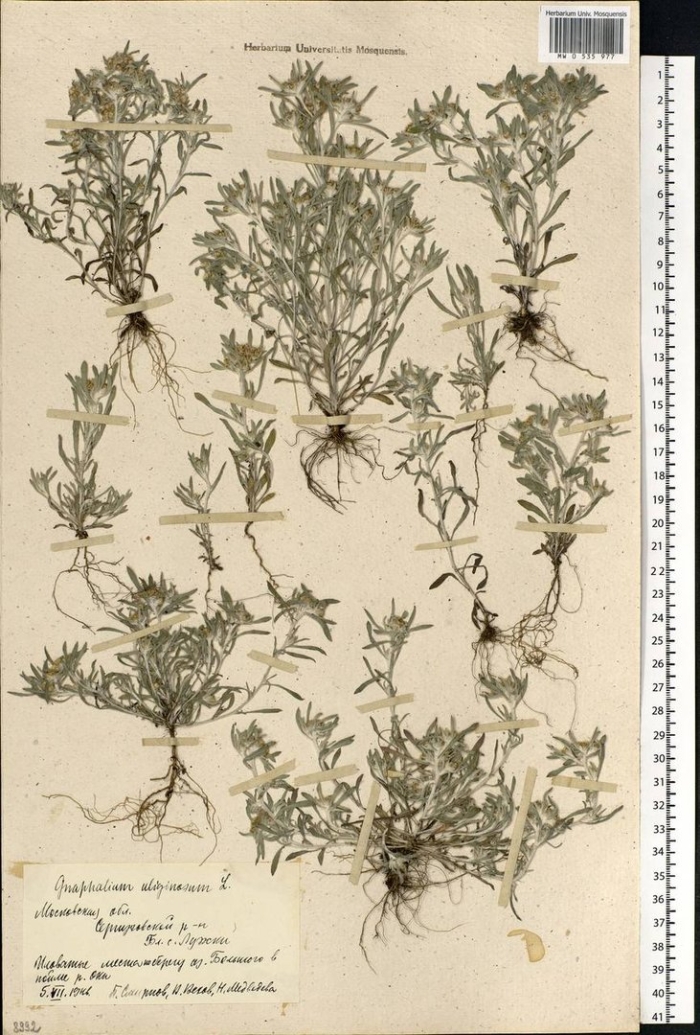 Сушеница топяная гербарий