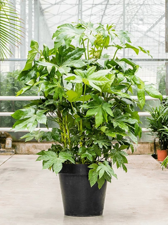 Фатсия японская аралия