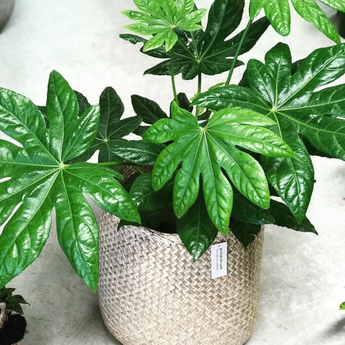 Фатсия японская аралия