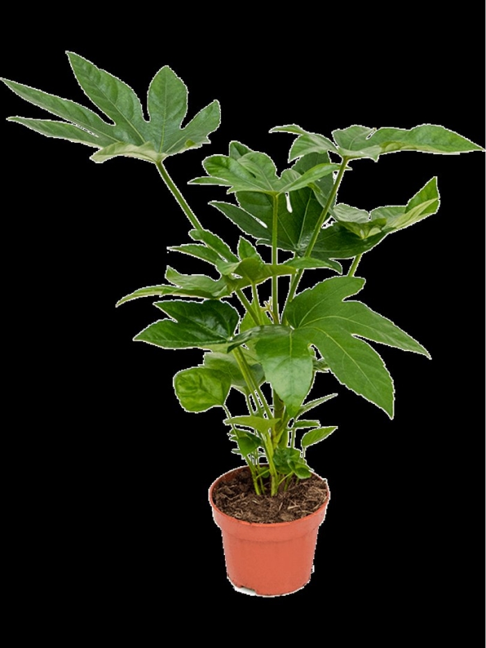 Фатсия японика