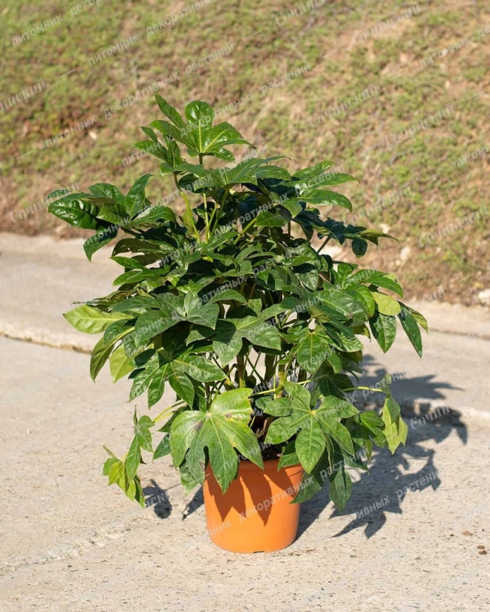 Фатсия японская уход в домашних условиях