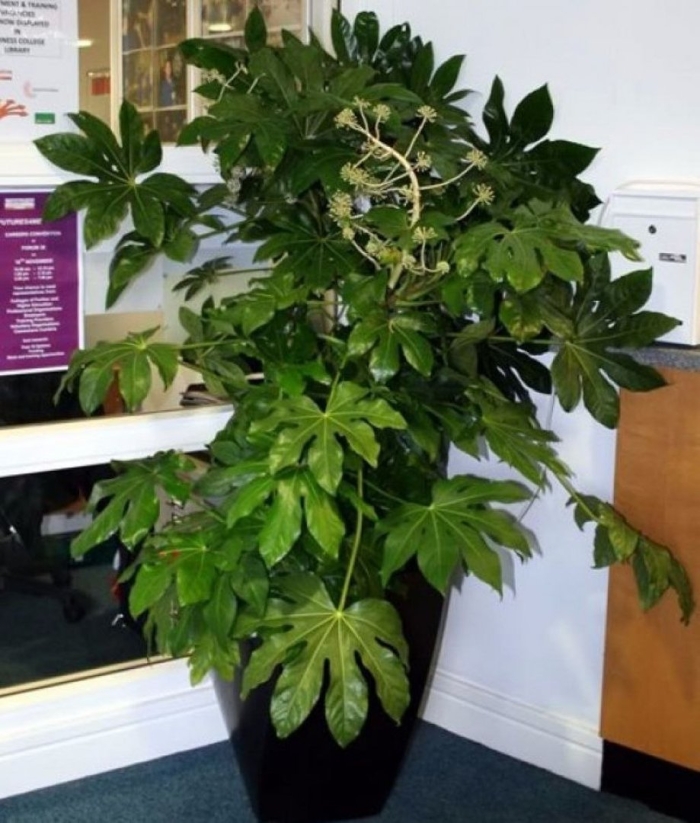 Аралия фатсия