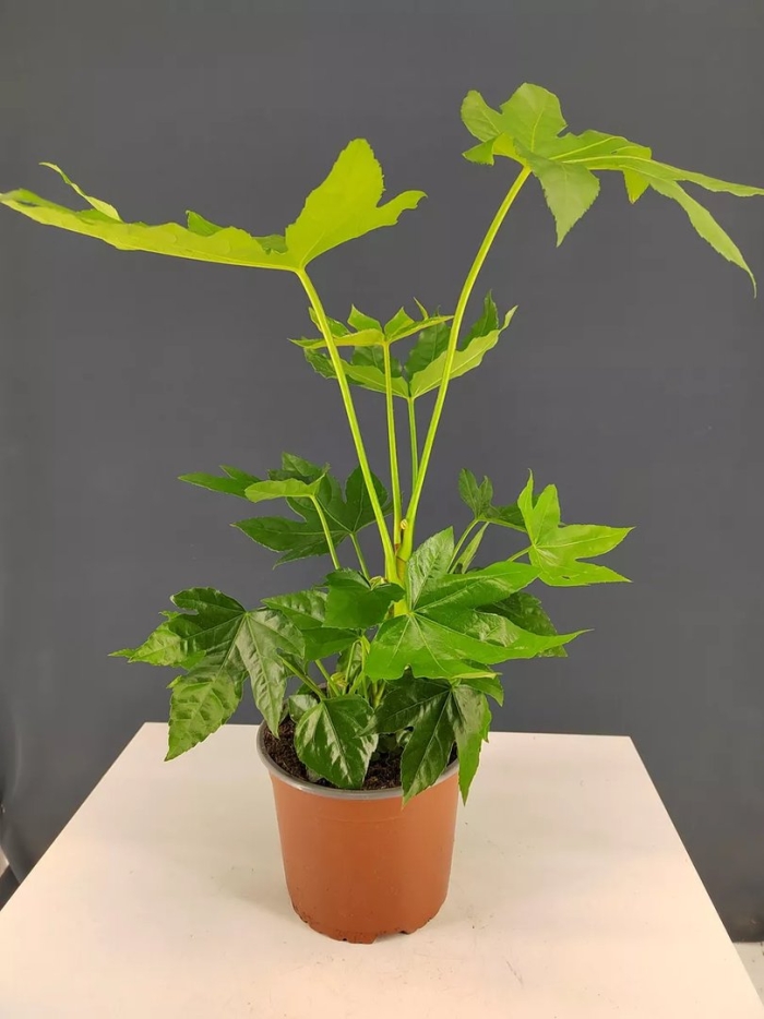 Фатсия комнатный клен