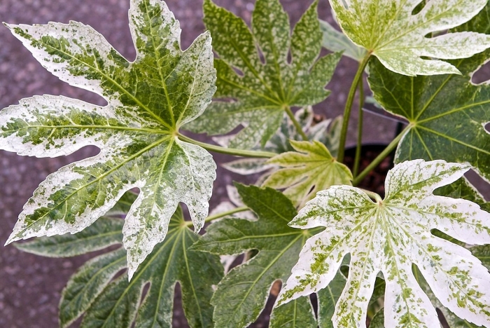 Фатсия японская уход в домашних условиях