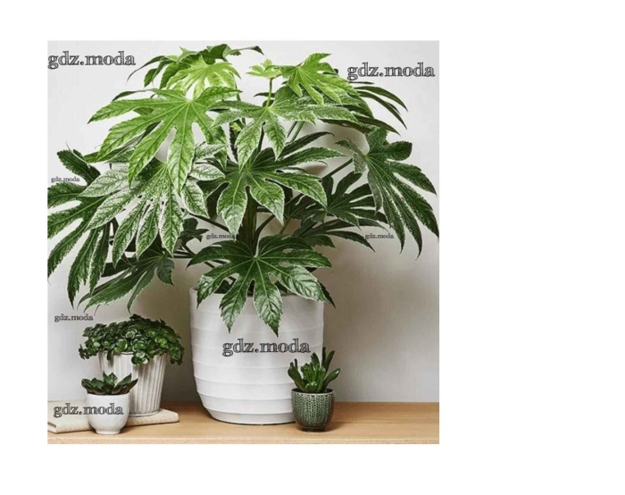 Японская фатсия