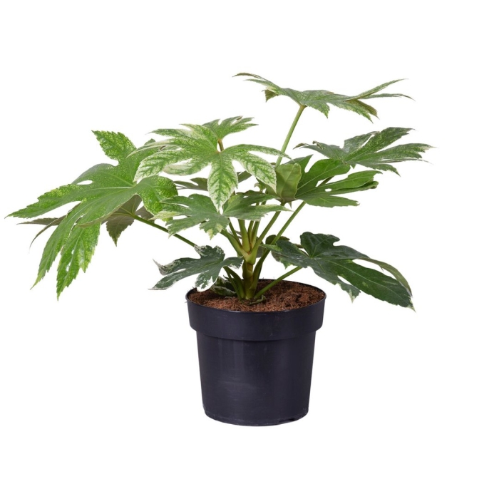 Fatsia japonica