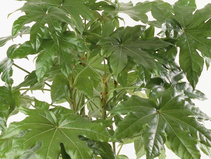 Фатсия японская уход