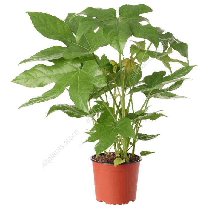 Фатсия японская аралия