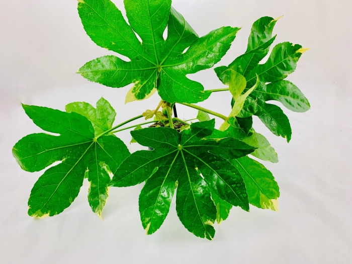 Фатсия японская уход