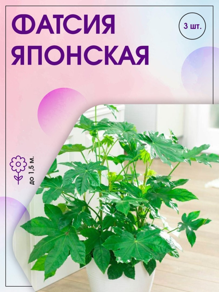 Фатсия комнатный клен